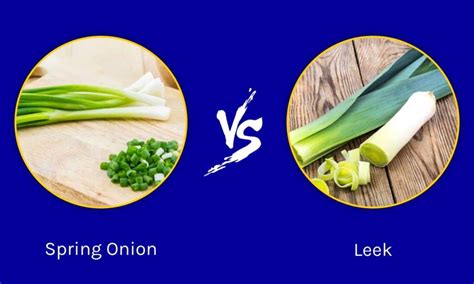 leek vs leak|Leak vs. Leek